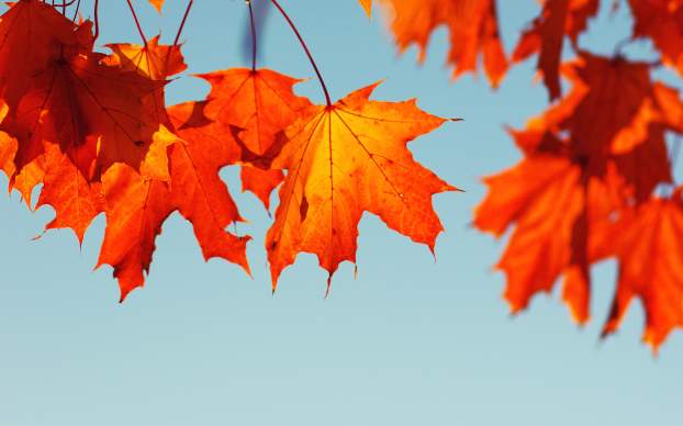fall leaves - deposit photo