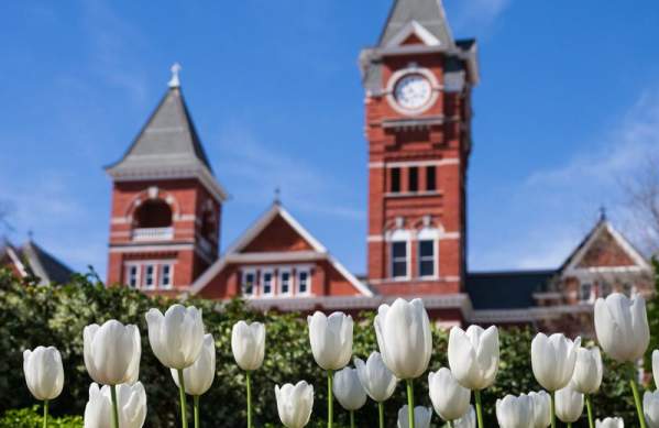Samford Lawn Tulips Flowers
