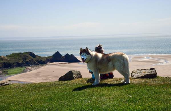 A dog and a woman with Three Cliffs bay in the background