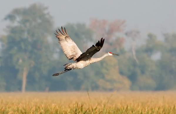Thousands of Sandhill Cranes Arrive in Northwest Indiana