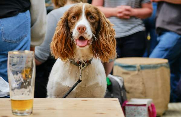 Spaniel sat at table with empty pint glass on table