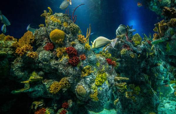 Coral in tank at Bristol Aquarium - credit Bristol Aquarium