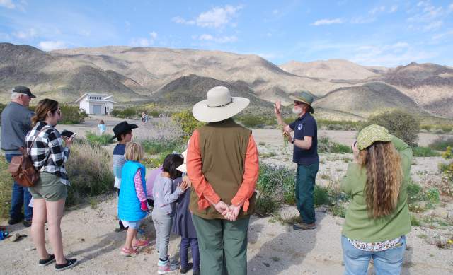 29 Palms Events - Wildflower Discovery Day