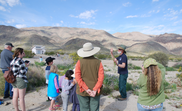 29 Palms Events - Wildflower Discovery Day
