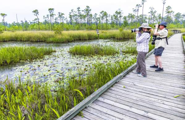 Birdwatching at Big Branch Marsh NWR