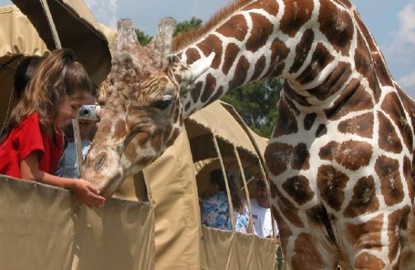 Giraffe at the Global Wildlife Center