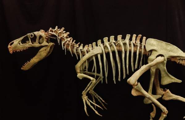 Fossil of a utahraptor exhibited at Utahraptor State Park