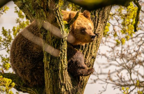 A brown bear in a tree at Bristol Zoo Project - credit Charlotte Harris