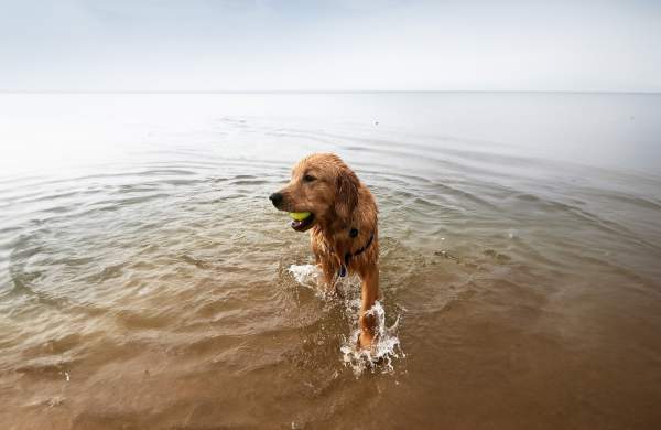 Dog at teh beach