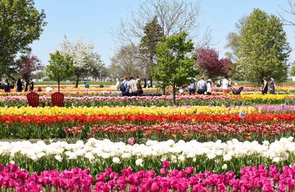 Tulips in rows at Velheer Tulip Gardens