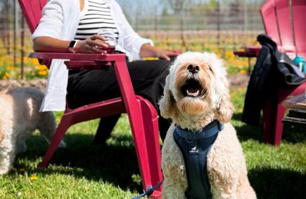Dog sitting in a vineyard