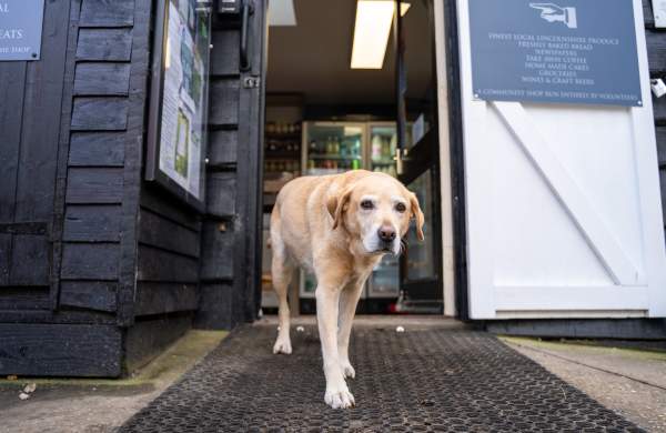 a dog walking out of a doorway towards the camera