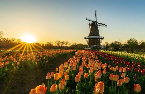 Tulip Time Festival Sunrise