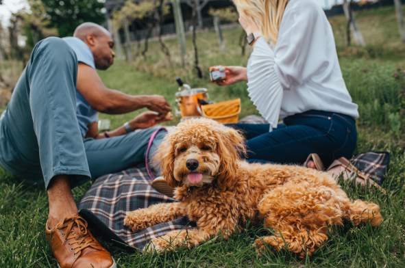 couple and dog on a picnic