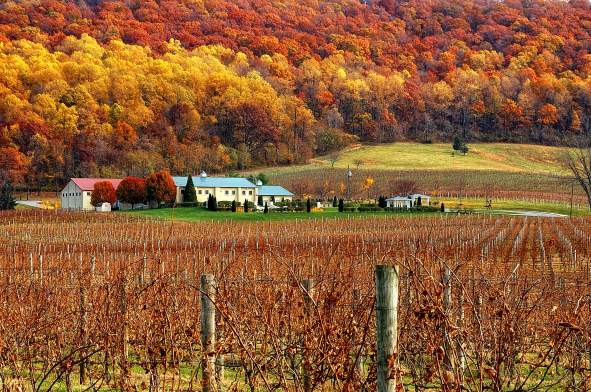 Fall foliage on the hillside behind rows of grapevines at Breaux Vineyards in Purcellville, Virginia