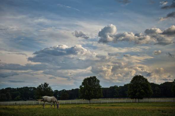 Horse out at Pasture in Loudoun County puzzle