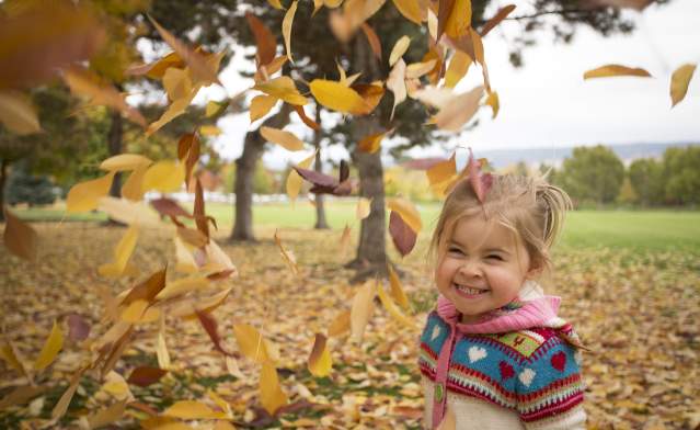 Fall Leaves