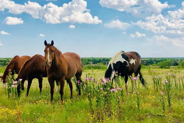 Horses at cowgirls and cowboys in the west in palo duro canyon
