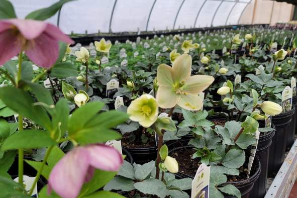 Insiders Guide: Plants, Flowers, and Greenhouses in the Stevens Point Area