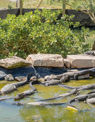 A group of alligators relaxing in a pond at the South Padre Island Birding, Nature Center & Alligator Sanctuary
