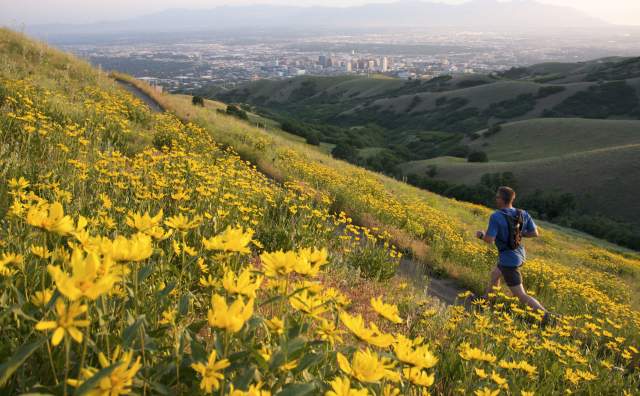 Field of yellow flowers with Salt Lake City in the background and a man is running along a trail