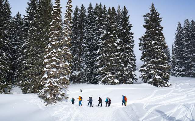 Snowy nature scene with tall pine trees dusted with snow and a few people on snowshoes at their base in a line like they are on a tour.