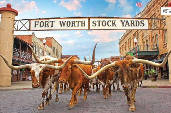 The Fort Worth Herd