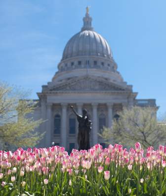 Pink tulips cover the lawn outside the Capitol building. The Forward statue and the Capitol building are in the background.