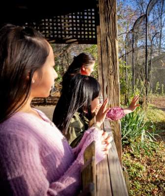 A group of young kids look at a tiger on the other side of a fence at Henry Vilas Zoo
