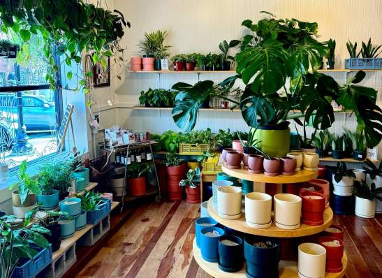 plant shop