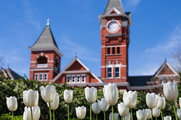 Samford Lawn Tulips Flowers