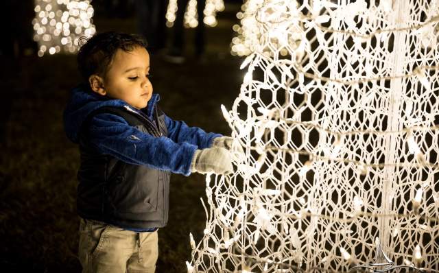 Todder looking at Christmas Tree lights