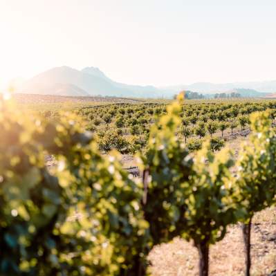 View of  a Vineyard in Edna Valley, San Luis Obispo County, California