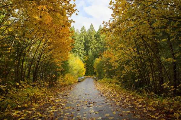 A road disappears into the woods, with colorful leaves on either side and a patch of blue sky above.