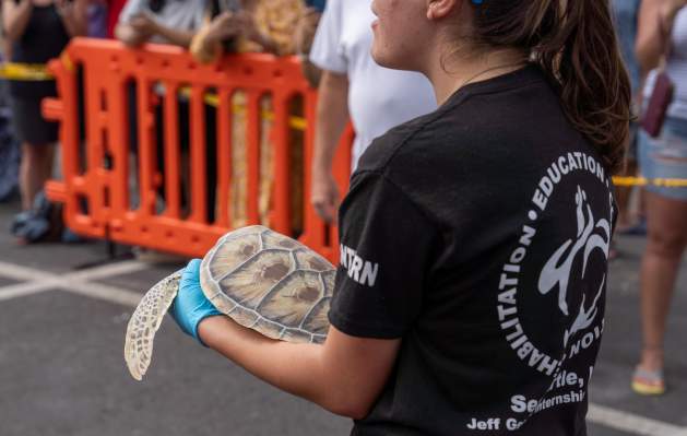 Sea Turtle