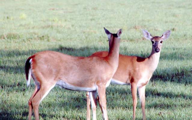 Two white-tailed deer in a field