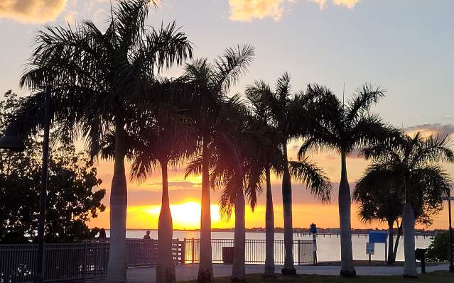 Sunset over Charlotte Harbor, through palm trees