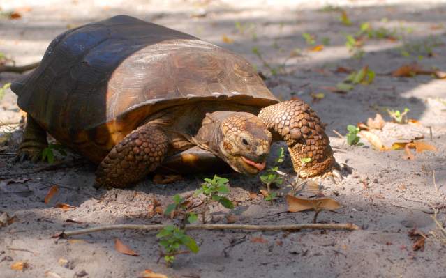Closeup of a gopher tortoise on the sand, having a snack.