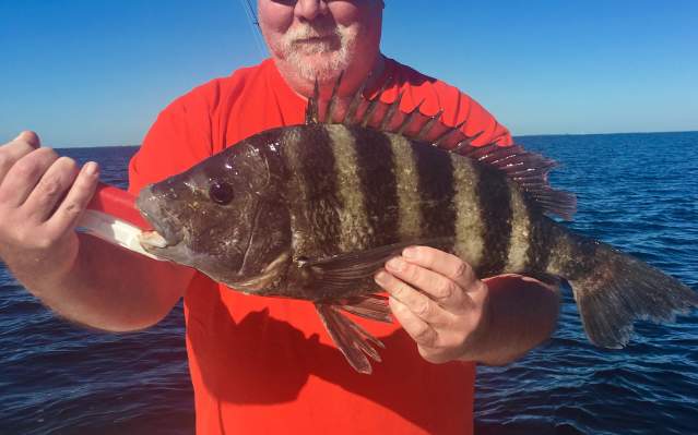 Fishing: Man holding a sheepshead fish
