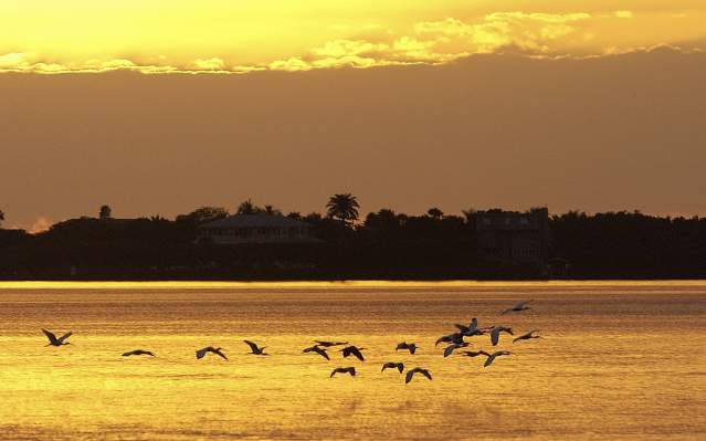 Birds in flight over Charlotte Harbor at Sunset