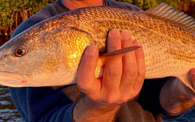 Man holding a freshly-caught redfish.