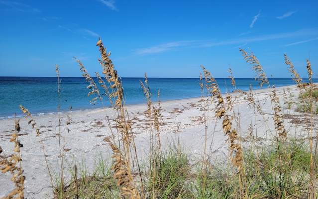 Sea Oats on the beach with blue water and sky in background