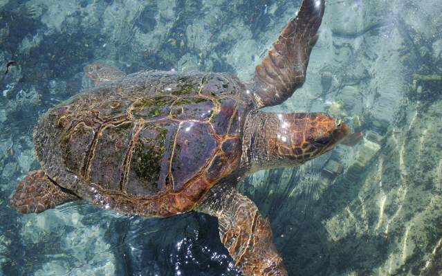 Hawkbilled Sea Turtle swimming in shallow water.
