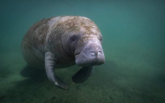 Manatee underwater, facing the camera.