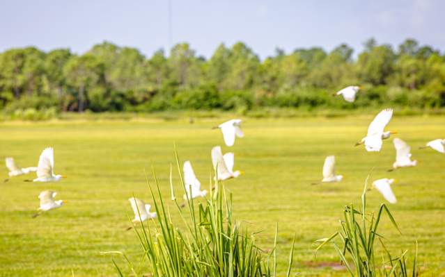 Birds in Flight at Babcock Ranch Eco-Tours