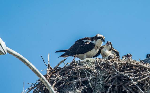 Osprey Family In Nest