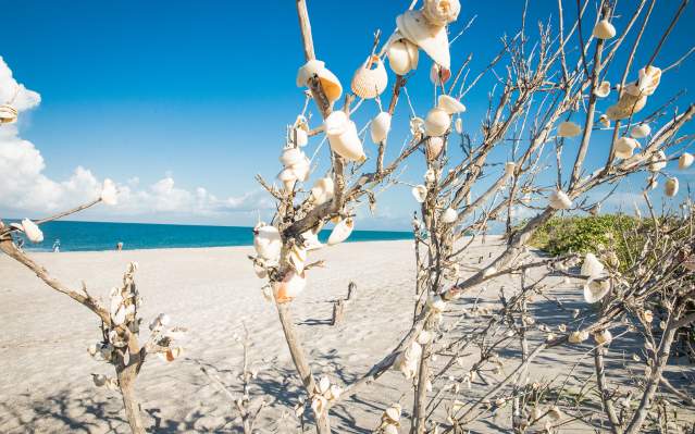A Shell Tree on the beach at Stump Pass State Park