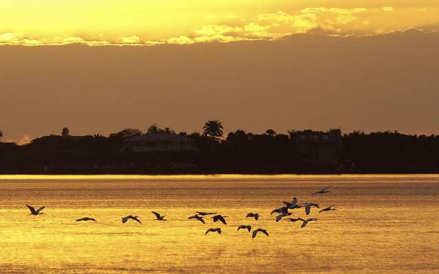 Birds in flight over Charlotte Harbor at Sunset