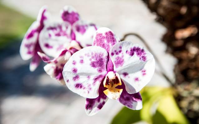 Punta Gorda/Englewood Beach Orchids