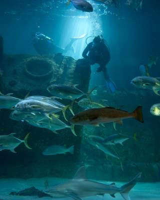 NC Aquarium at Pine Knoll Shores Submarine